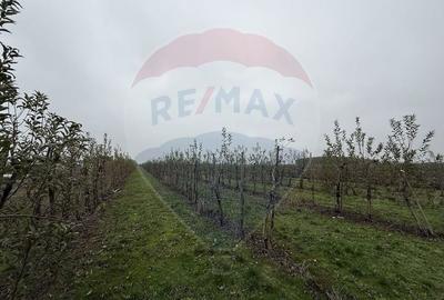 Proprietate specială, de 430,000 mp, în Adunații-Copăceni - 18