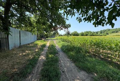 Teren Construcții intravilan de 9012 mp, în Săucești - 2