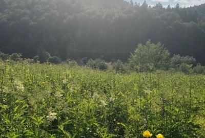 Teren Intravilan Predeal - 2