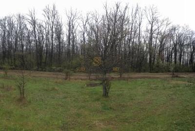 Teren de vânzare 10.028 mp - Mogoșoaia, lângă Pădurea Motoc - 9