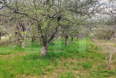 Spațiu comercial, în Gemenea-Brătulești - 14
