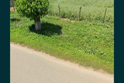 Teren de 4464 mp, în Curcani - 2