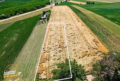 FILM! Teren extravilan, Valea Crisului, Covasna FILM! Teren extravilan, Valea Crisului, Covasna - 2
