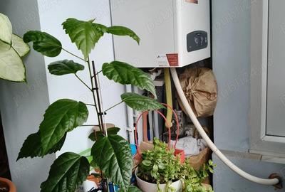 Apartament cu 3 camere semidecomandat în Lipovei - 9