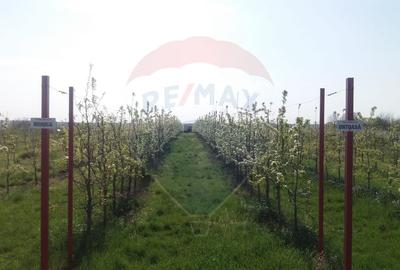 Vanzare teren Livada - Ferma Arges - Izbasesti / DN 142 langa Pitesti - 12