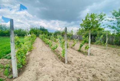 Casa pe parter, 2.753 mp teren, Marotinu de Sus - 9