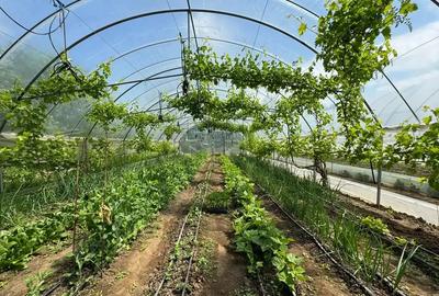 Casă cu 3 camere cu Teren 4000 Mp în Letca Nouă - 11