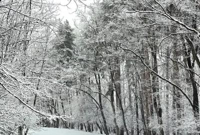 Teren de 12300 mp, în Grebănu - 3