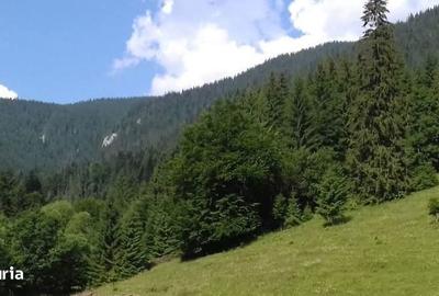 Teren de 9500 mp, în Dămuc - 1