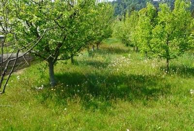 Teren Construcții intravilan de 4076 mp, în Sarasău - 14