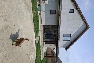 Casă cu Teren 500 Mp în Sânmihaiu Român - 10