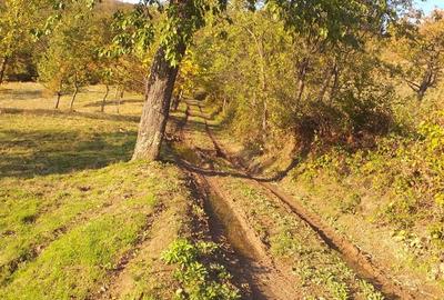 Teren de 2000 mp, în Brusturi - 9