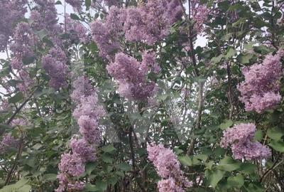 Casa spatioasa in Dragotesti – oaza de verdeata - 7