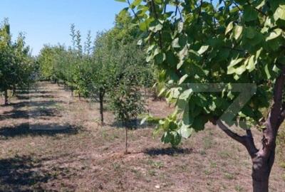 Teren de 2600 mp, în Central