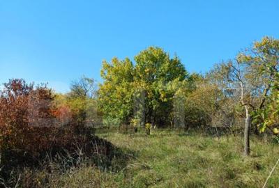 Teren intravilan 2877 mp, in Copaceni - 1