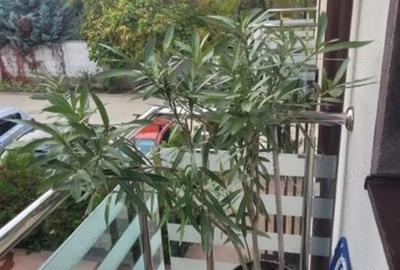 Casa de vanzare (triplex), P+1+pod generos, 3 camere, S totala 69 mp, teren 100 mp cu loc de parcare - 10