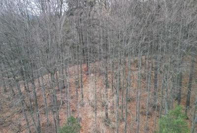 Teren Construcții intravilan de 1700 mp, în Castelul Peleș - 6