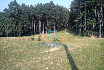 Teren Construcții intravilan de 1500 mp, în Poiana Angelescu - 15