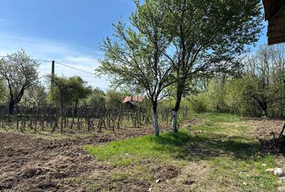 Spațiu comercial, în Dănicei - 6