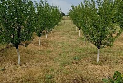 Teren de 2400 mp, în Brădești - 3