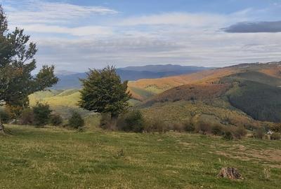 Teren extravilan de 10000 mp, în Valea Mare-Pravăț - 9