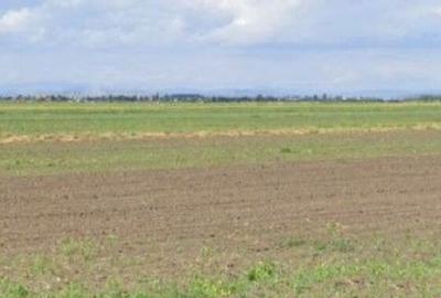 Teren de 5000 mp, în Cocorăștii Colț