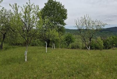 Teren de 7000 mp, în Rona de Jos - 6