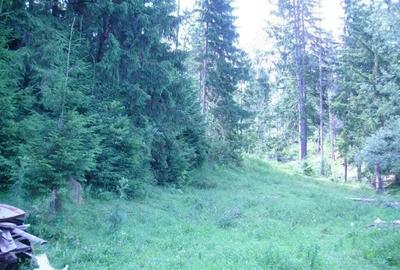 Casă cu 3 camere în Lepșa - 7