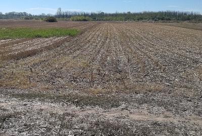 Teren de 1000 mp, în Grădinari - 6