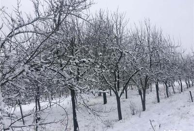 Teren de 1500 mp, în Salonta - 2