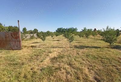 Teren de 3000 mp, în Sarinasuf - 3