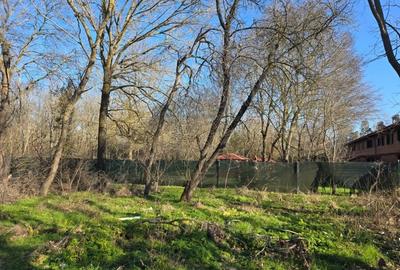 Neptun - Teren construibil in Padurea Comorava - 6