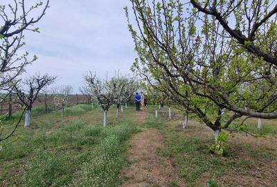 Teren de 2000 mp, în Dridu - 7