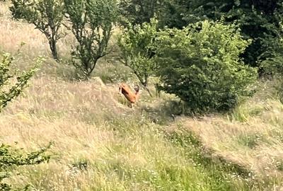 Teren de 500 mp, în Florești - 2