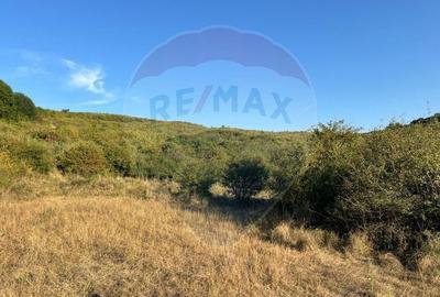 Teren cu parau | 50,000 mp | zona Caianu-Vama | la liziera padurii - 3