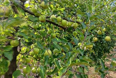 Teren de 1000 mp, în Berchez - 9