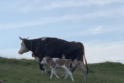 Spațiu comercial, în Șirnea - 11