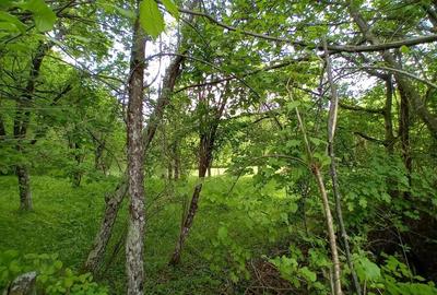 Teren de vanzare in Bradulet Arges - 8