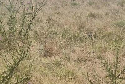 Teren de 517 mp, în Techirghiol - 3