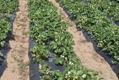 Casă cu 3 camere în Glâmbocu - 2