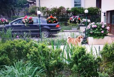 Casă cu 7 camere cu Piscina în Săftica - 3