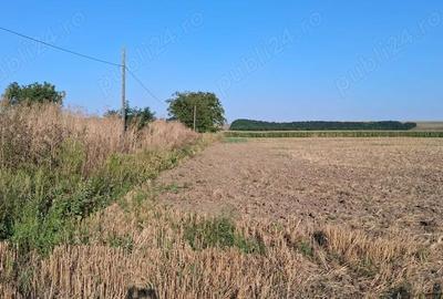 Teren de 28500 mp, în Central