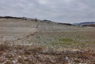 Teren de 5450 mp, în Vânători - 5