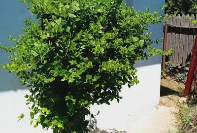 Casă cu 1 camere cu Teren 300 Mp în Cosâmbești - 3