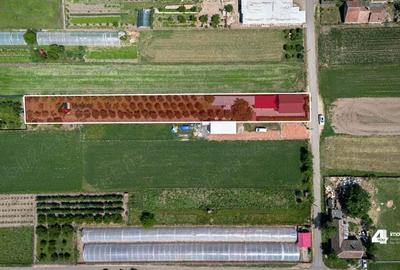 Casa in Curtici, 100 mp, din 2015, teren generos cu livada de pomi fructiferi Casa in Curtici, 100 mp, din 2015, teren generos cu livada de pomi fructiferi - 4