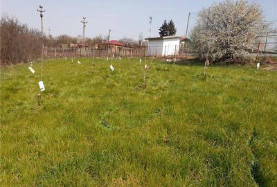 Teren de 6000 mp, în Comana - 5