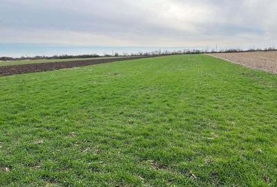 Vand parc.teren 7.800 mp(38x203),extravilan(posib.intravilan)la inrare in Zadareni - 1