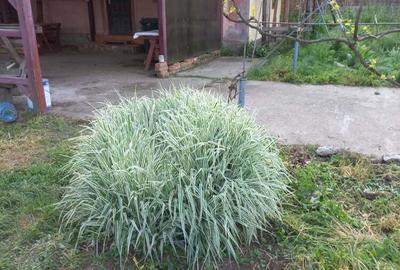 Vand casa Vand casa - 3