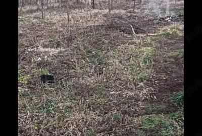 Casă cu 4 camere cu Teren 3500 Mp în Podgoria - 5