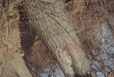 Teren de 10000 mp, în Corcova - 3